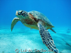 hawaiian  turtles by Lukas Sedlacek 